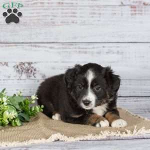 Twinkle, Miniature Australian Shepherd Puppy